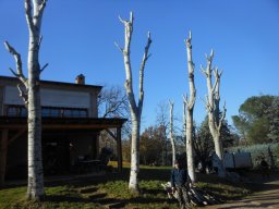 Potatura degli alberi